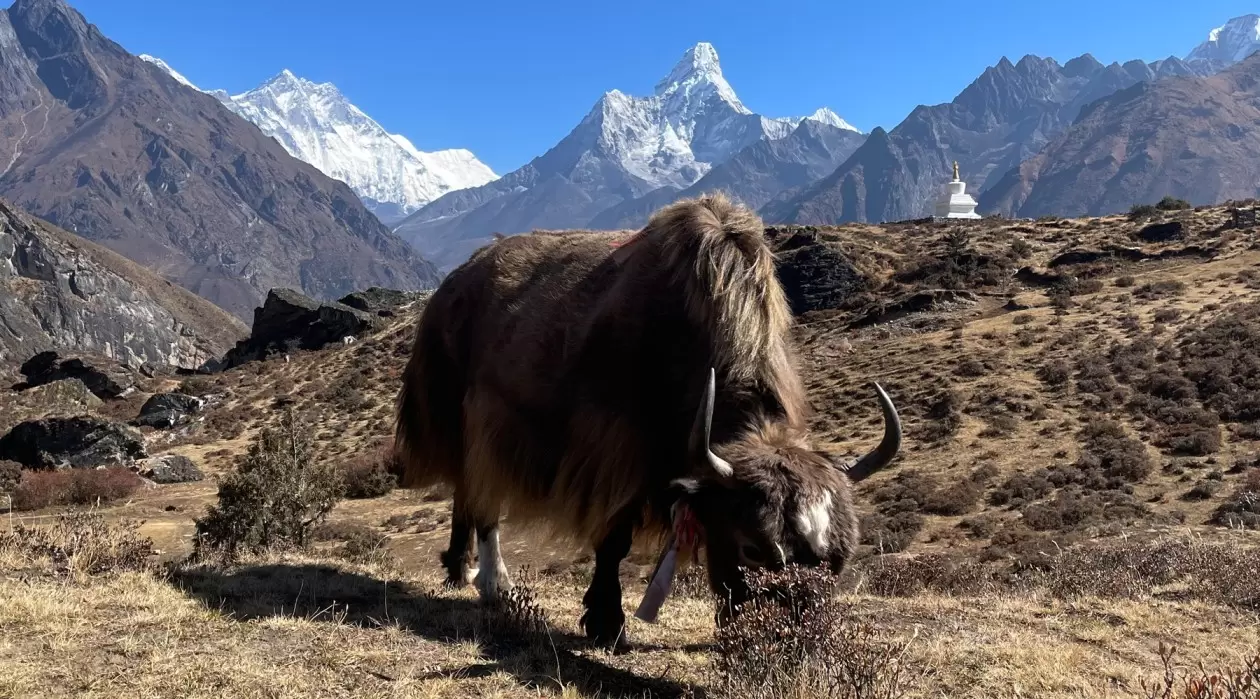 Trek dans la région de l'Everest