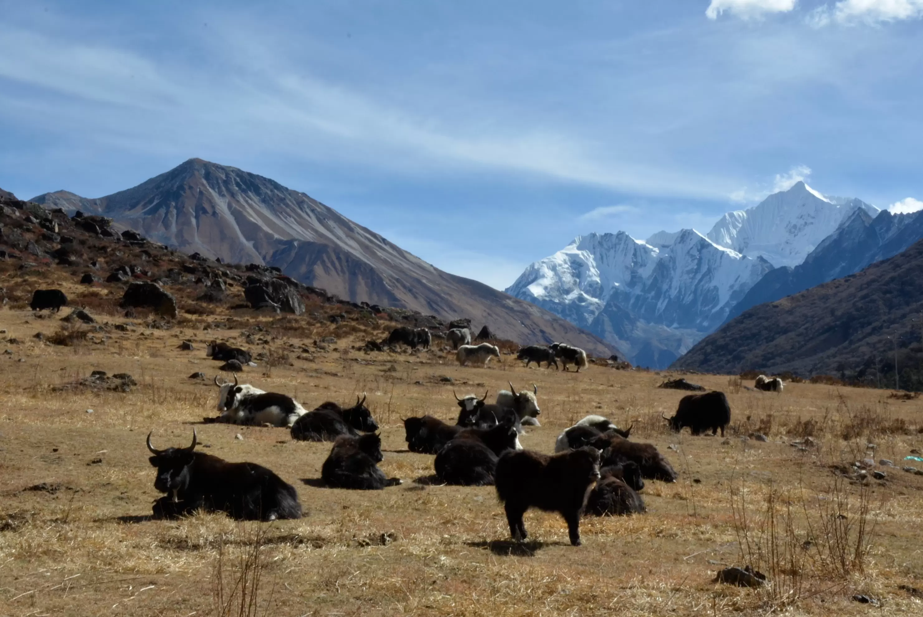 Trek dans la région du Langtang