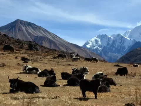 Trek dans la vallée du Langtang et le lac sacré de Gosainkunda